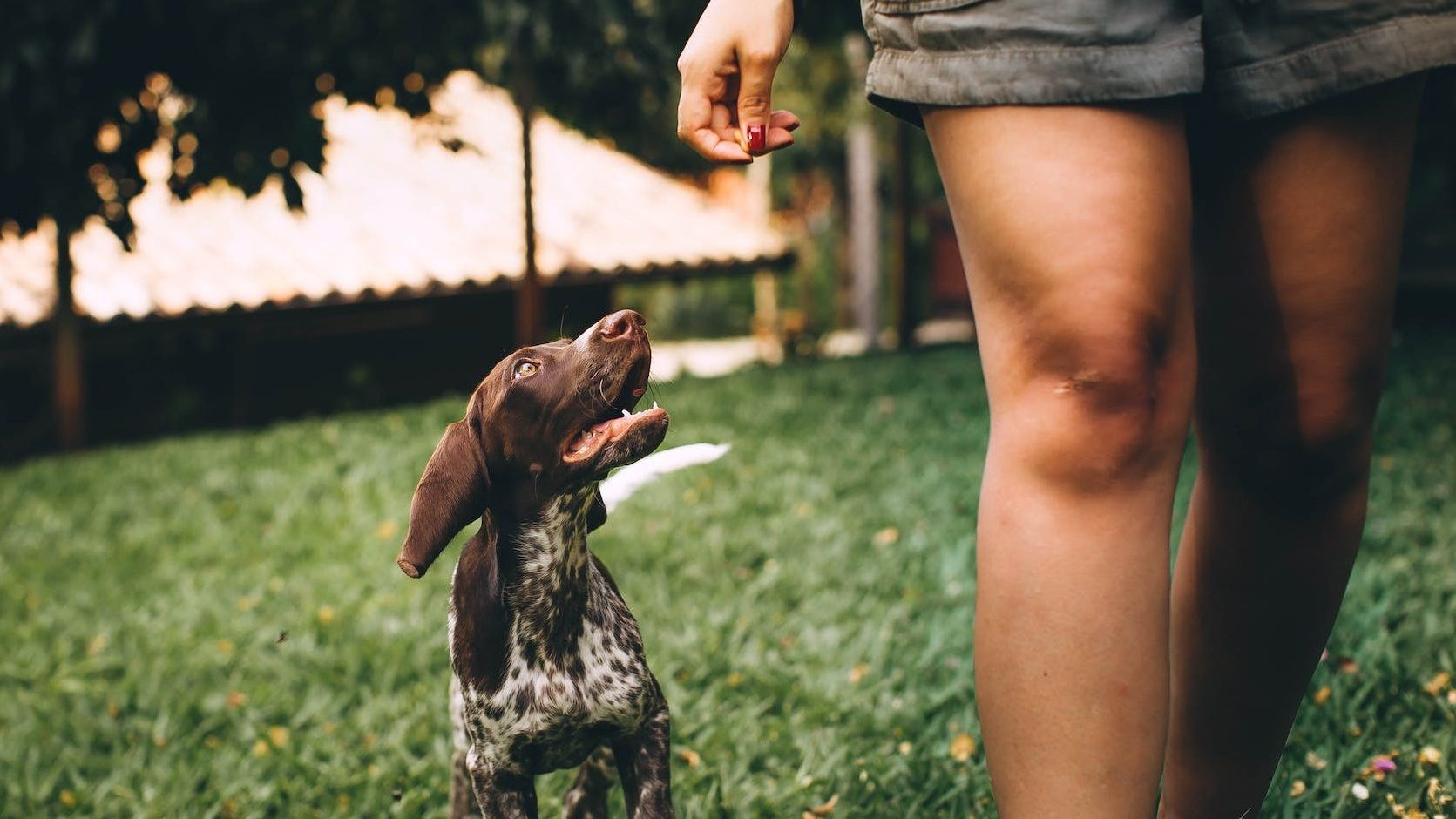 Stressfrei mit Hund; Trainingsphilosophie; Freiraum für Mensch und Hund